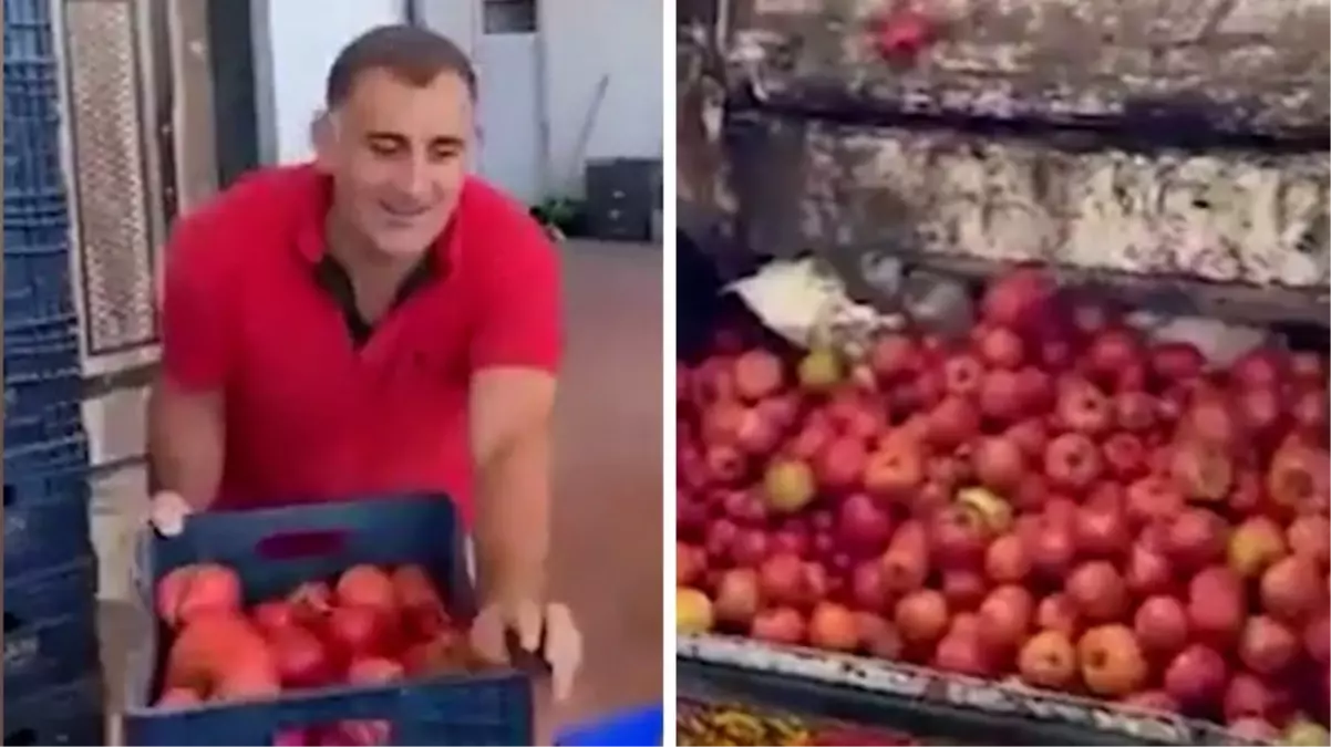 Kasa kasa domatesi çöpe dökenlerin yaptığı yanına kâr kalmadı