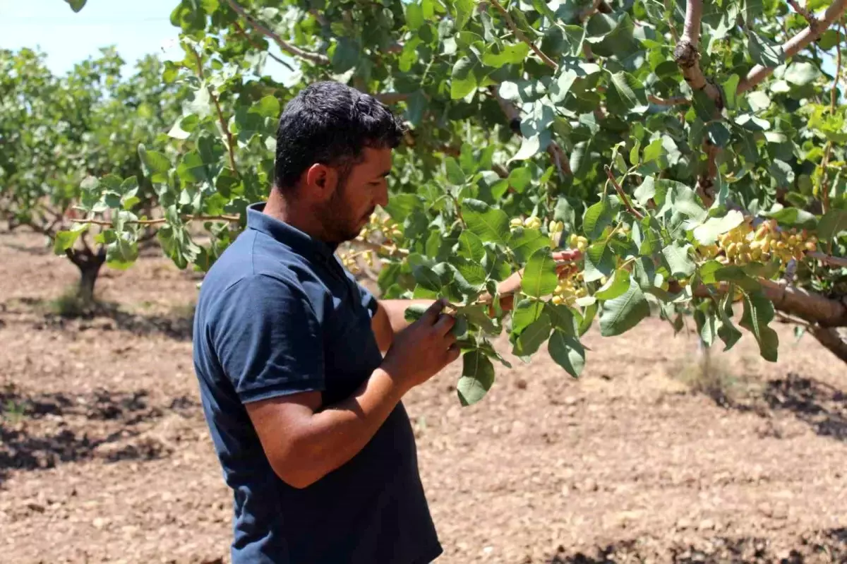 Siirt\'te iklim değişikliği nedeniyle fıstık rekoltesinde düşüş bekleniyor