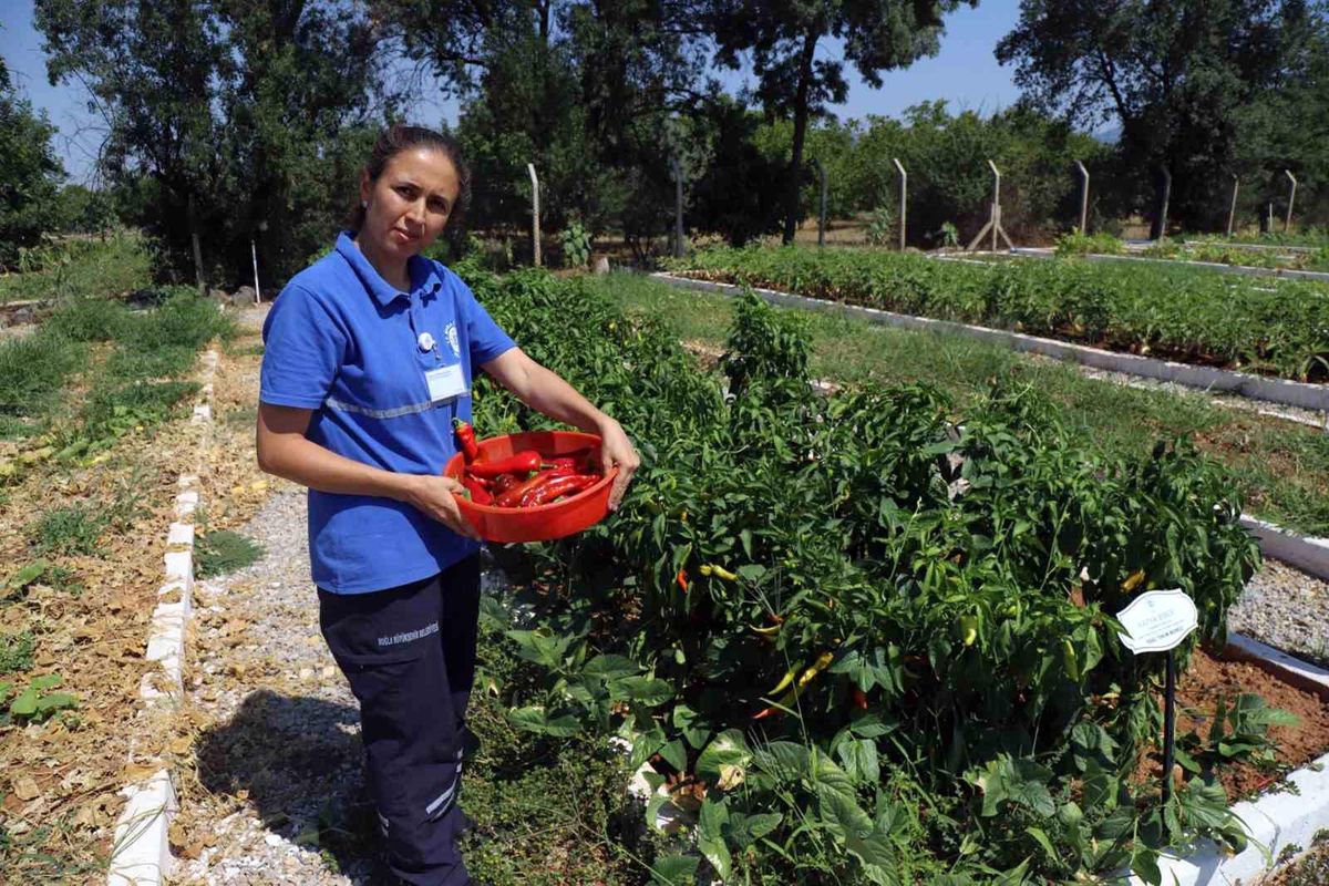 Muğla Büyükşehir Belediyesi, 2025 için ata tohum çalışmalarına başladı