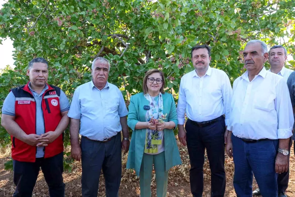 Gaziantep Büyükşehir Belediyesi Antep Fıstığı Alımına Başlıyor