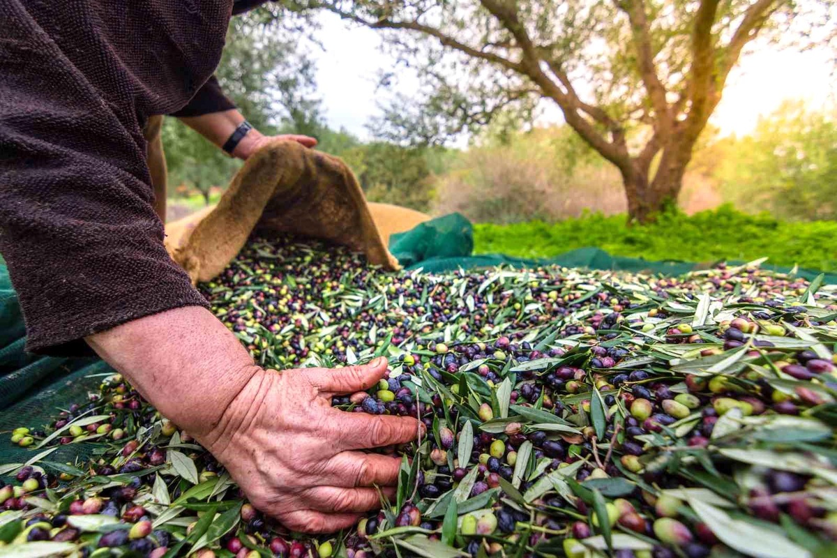 Türkiye\'nin Sofralık Zeytin İhracatı 200 Milyon Dolara Koşuyor