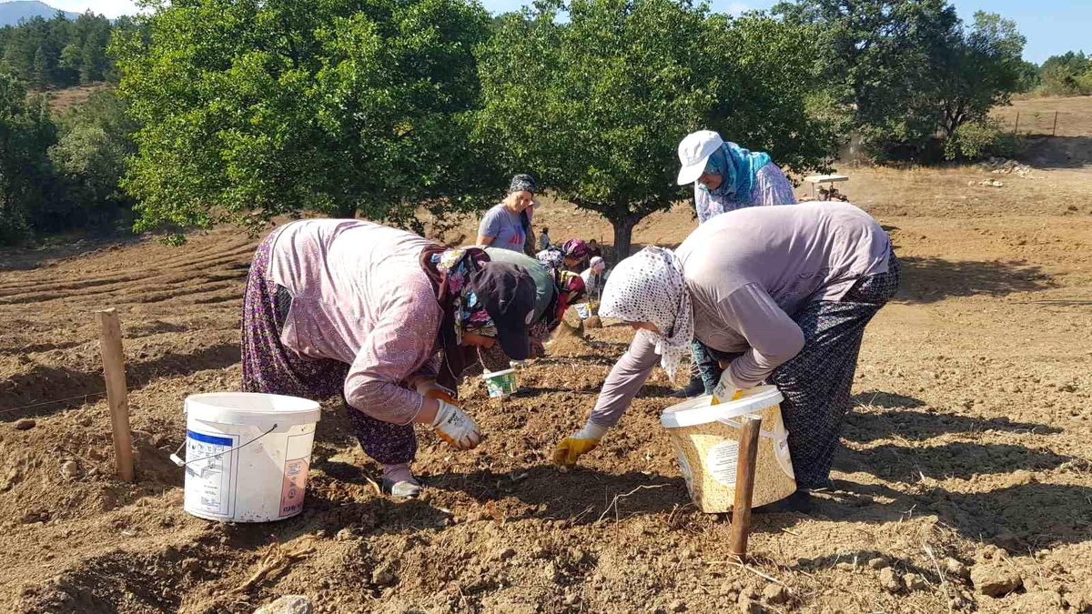 Safran soğanları toprakla buluştu