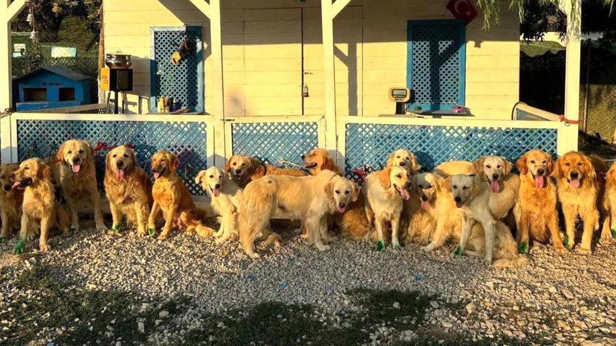 Türkiye\'den İngiltere\'ye Sokak Köpekleri Taşınıyor