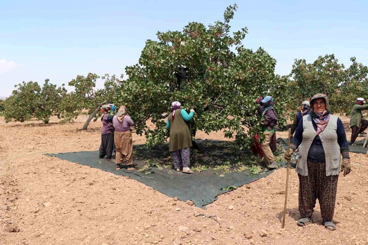 Gaziantep\'te Kadın Tarım İşçileri Sıcak Havada Fıstık Hasadı Yaparak Geçim Sağlıyor