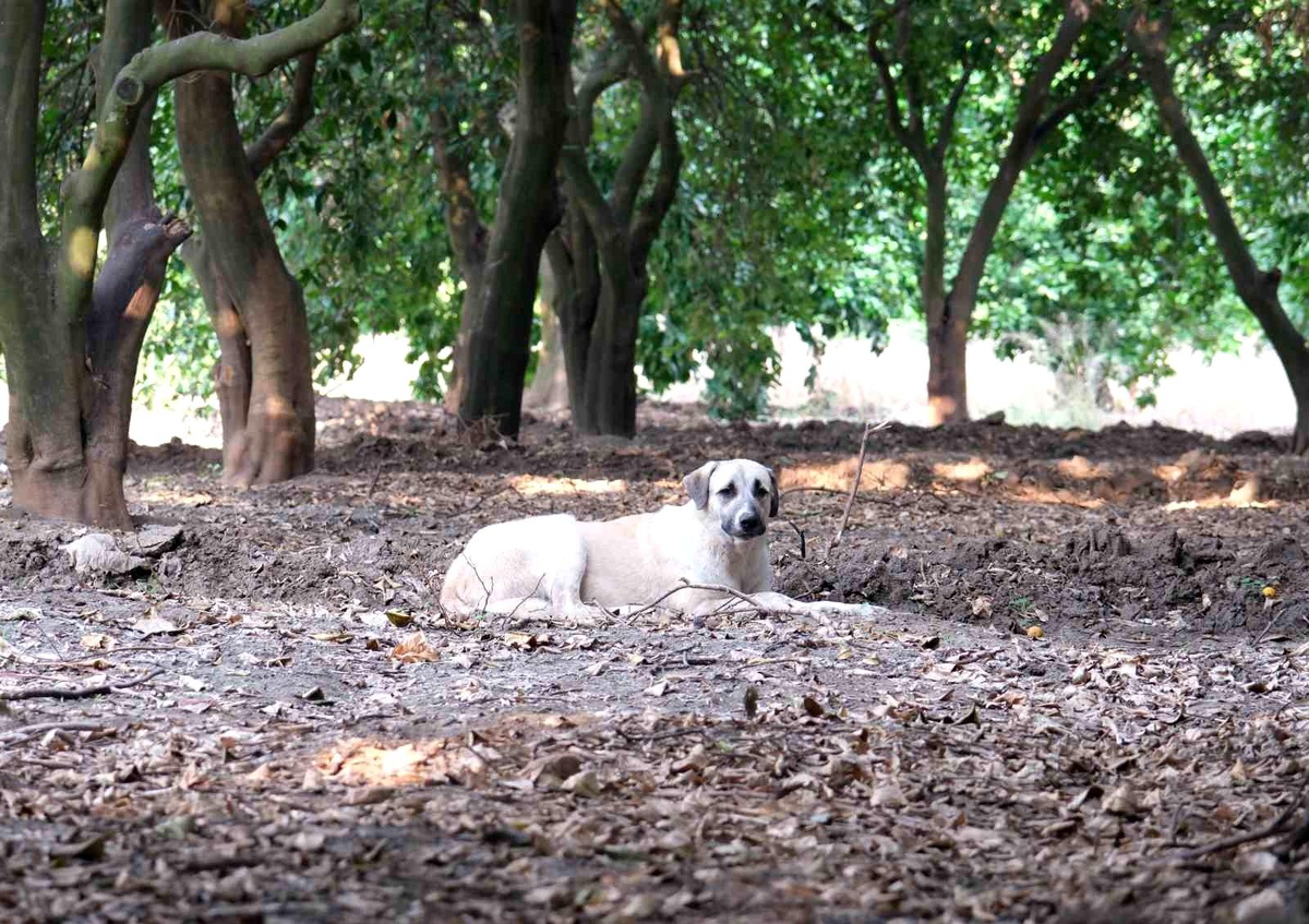 Adana\'da Başıboş Köpeklerin Tehlikesi Devam Ediyor