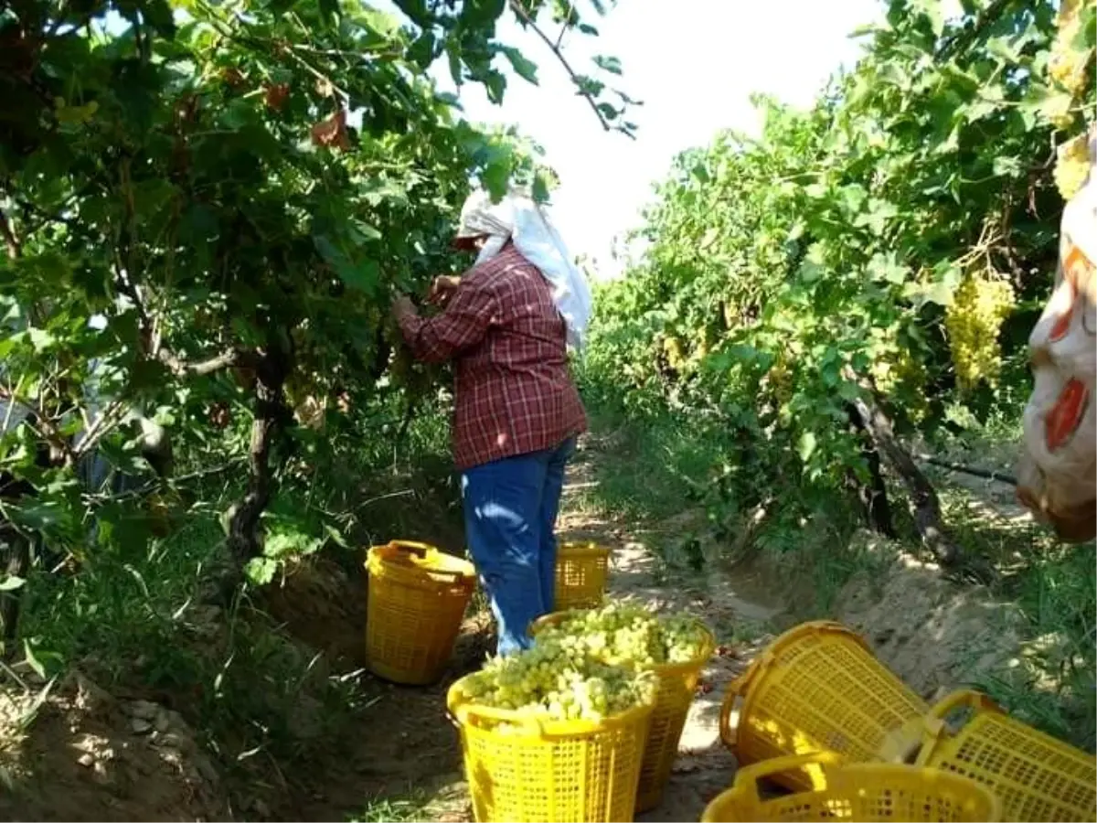 Manisa Sarıgöl\'de Üzüm Hasadı Başladı