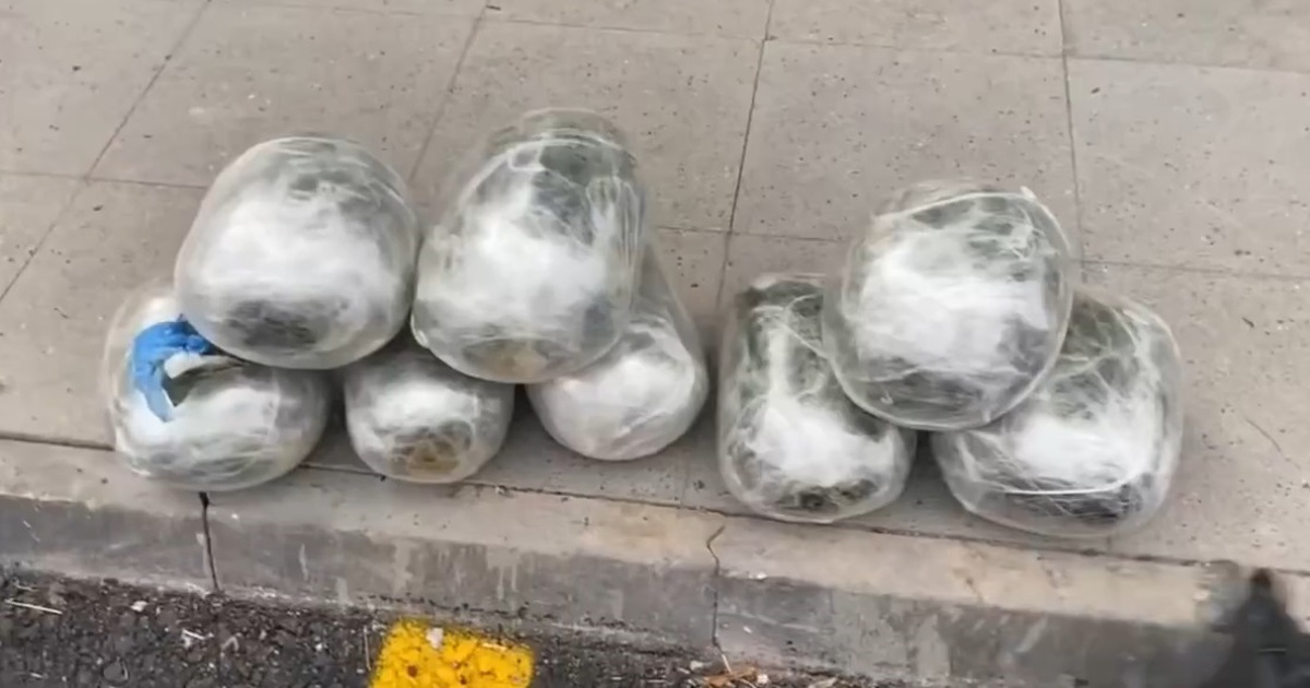 Kayseri\'de 9 Kilo Skunk Ele Geçirildi