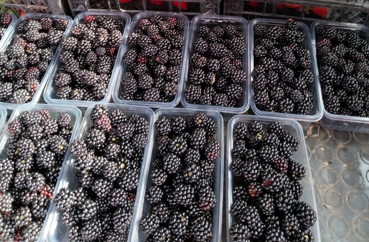 Erzincan\'da Böğürtlen Üretimi Yapan Çiftçi Yılda 40 Ton Ürün Elde Ediyor