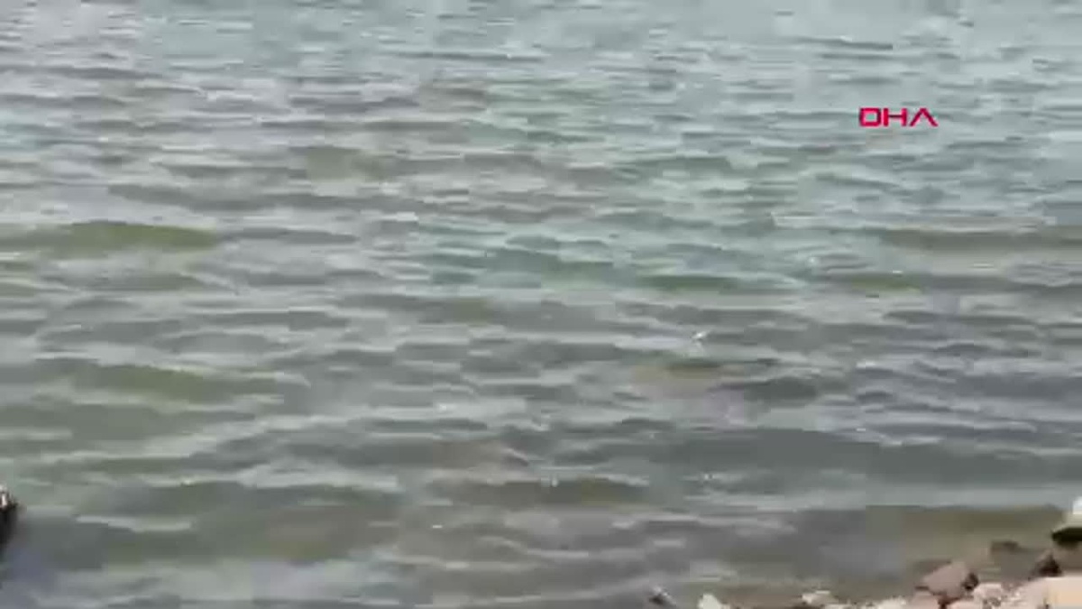 Devegeçidi Barajı\'nda Ölü Balık Bulundu