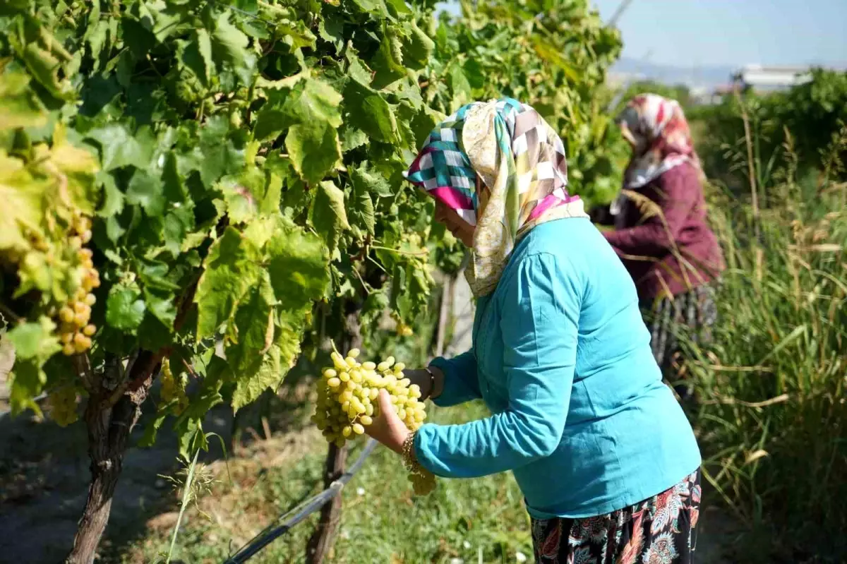 Manisa\'da Sultani Üzüm Rekoltesi Düşüş Gösteriyor