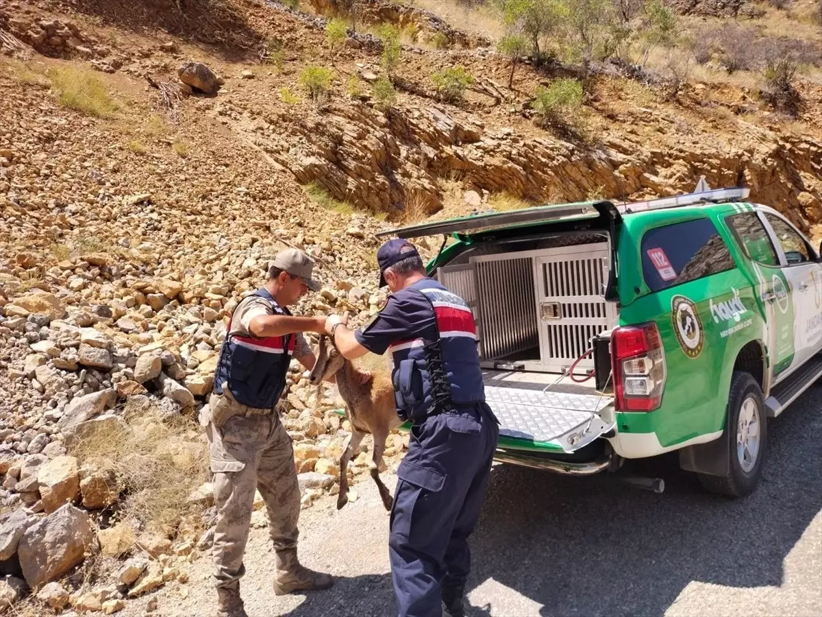 Erzincan\'da bitkin halde bulunan dağ keçisi doğaya salındı