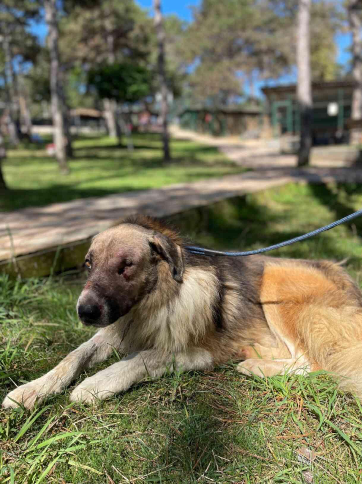 Hande Yener, Bartın'da silahla vurulan Ateş isimli köpeği sahiplendi