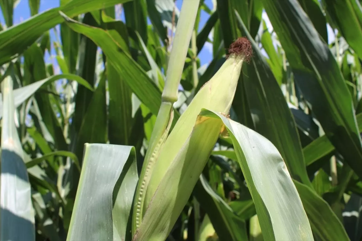 Karabük\'te Silajlık Mısır Hasadı Başladı