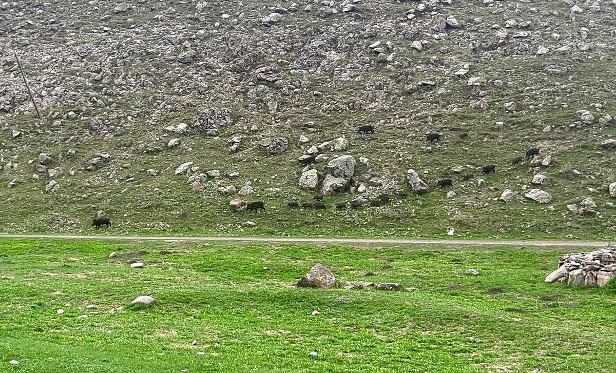 Kars\'ta Yavrusuyla Dolaşan Bozayı ve Sürü Halindeki Yaban Domuzları Görüntülendi