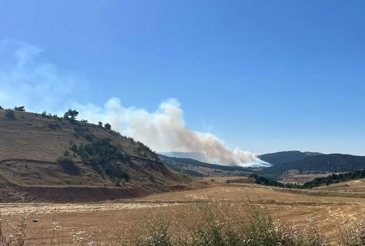 Konya Ilgın\'da Orman Yangını Çıktı