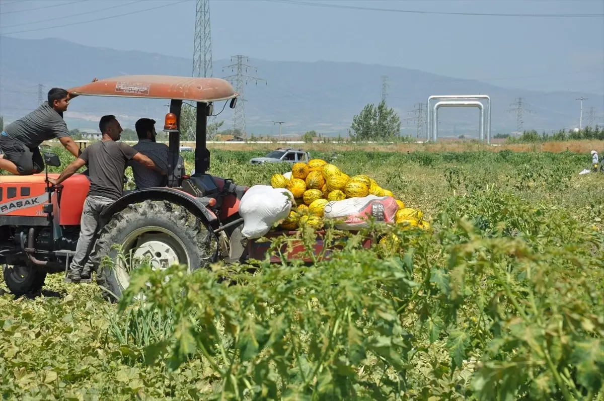 Manisa\'da çiftçiler umduğu fiyatı alamayınca kavun ve karpuzları ücretsiz dağıttı