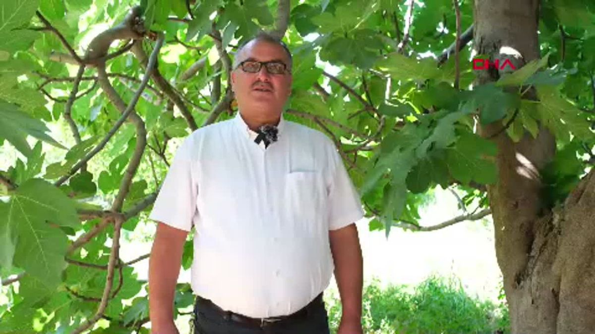 Mut İlçesinde İncir Fiyatları Yüksek