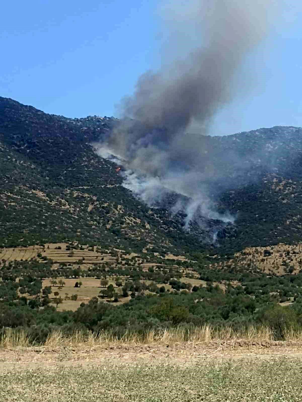Aydın\'ın Nazilli ilçesinde makilik alanda çıkan yangın söndürülüyor