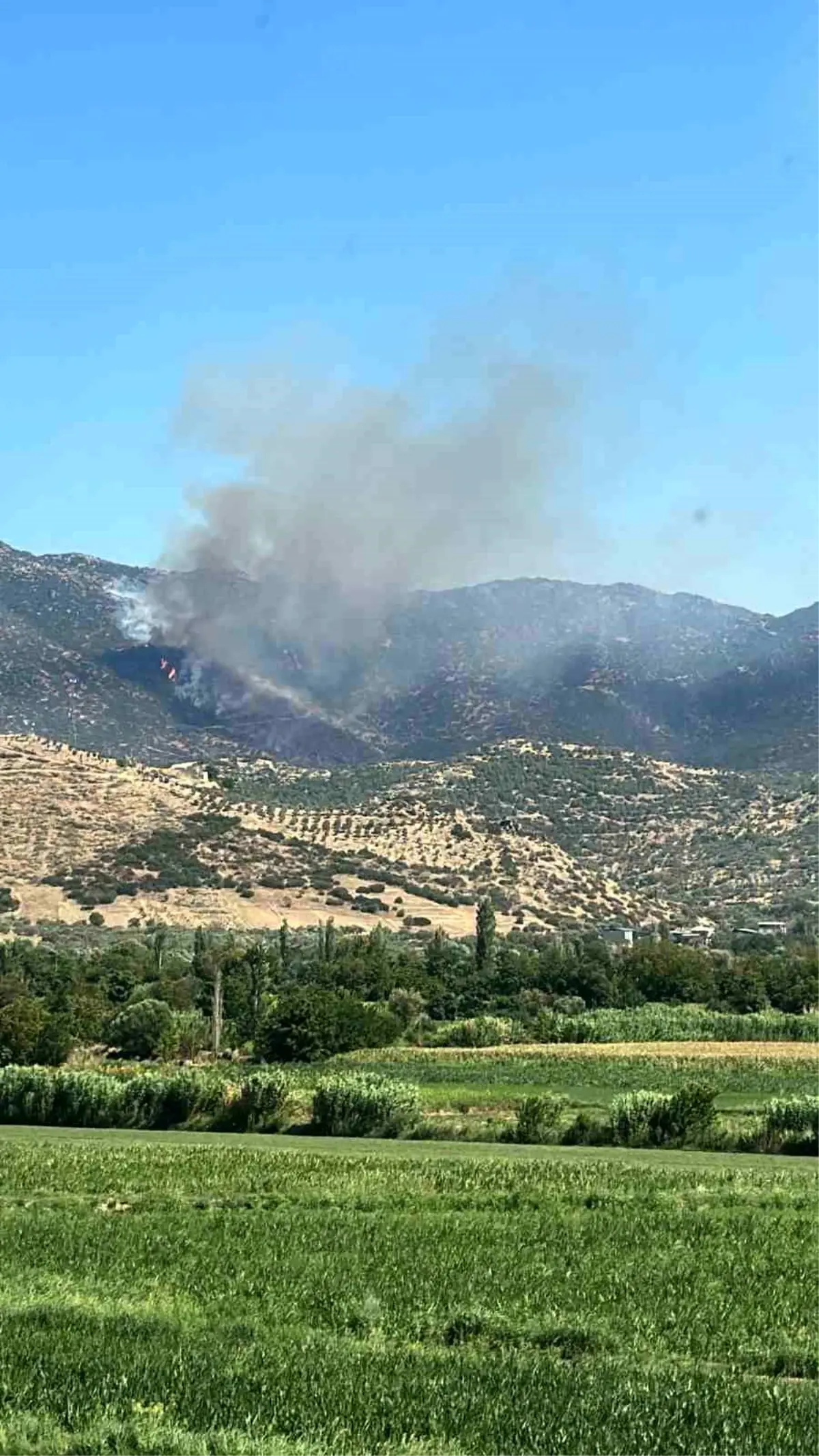 Aydın\'ın Nazilli ilçesinde çıkan yangın havadan ve karadan müdahale ile söndürülüyor