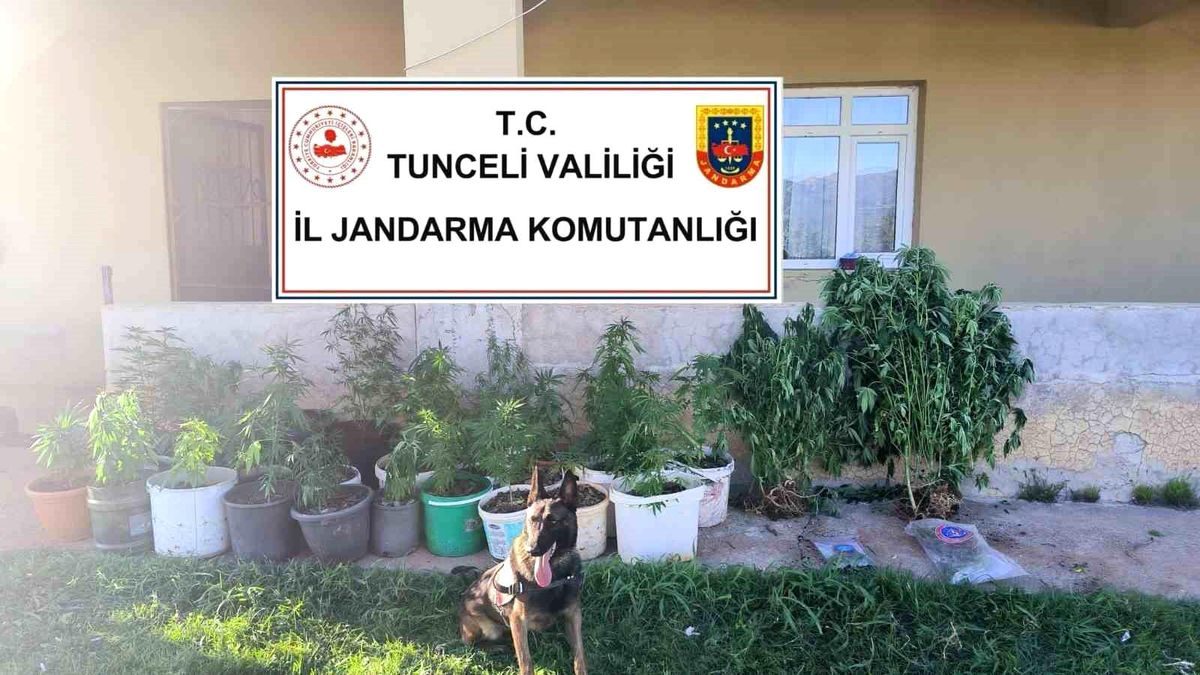 Tunceli\'de Uyuşturucu Operasyonunda 88 Kök Kenevir ve 1 Kilo Esrar Ele Geçirildi