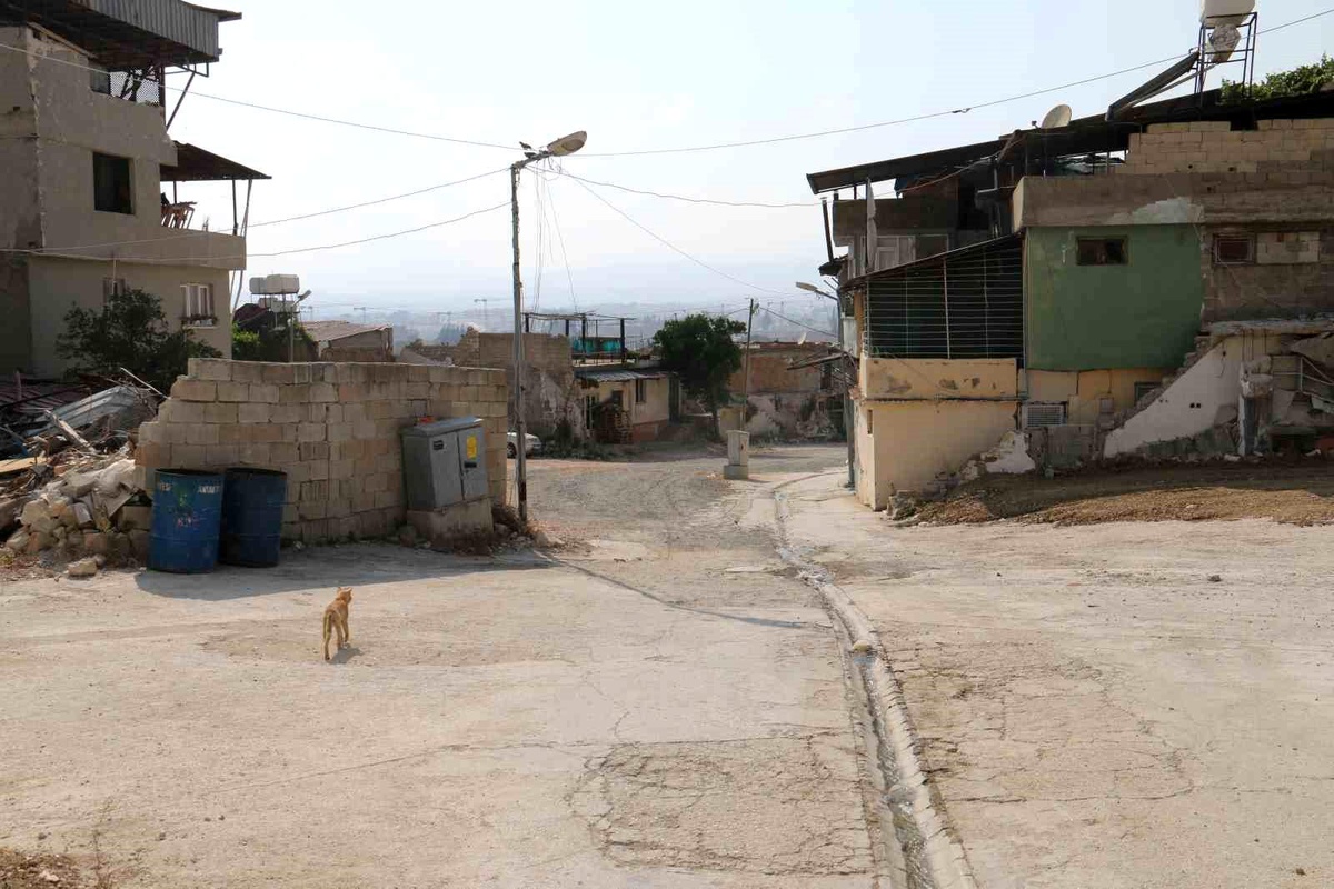 Hatay\'da başıboş sokak köpekleri tedirginlik yaratıyor