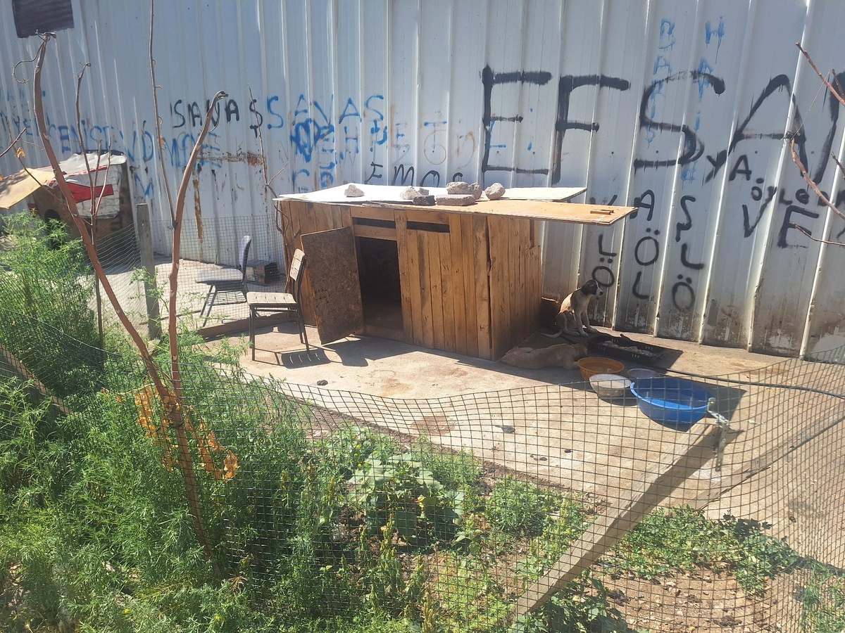 Altındağ\'da sokak köpekleri zehirlendi