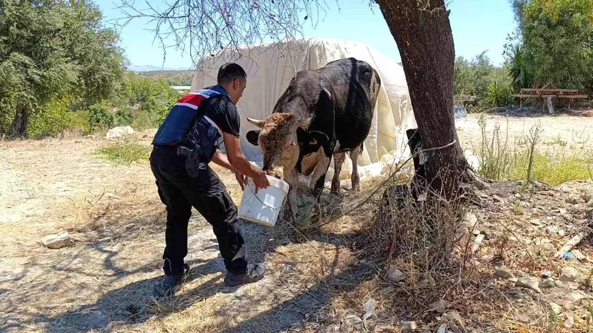 Antalya\'da Ahır ve Samanlıkta Çıkan Yangında 3 İnek ve 12 Keçi Telef Oldu