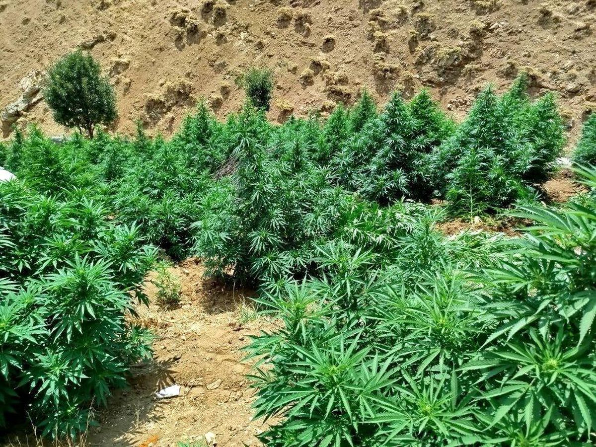 Bingöl\'de 5 Bin 665 Kök Kenevir Bitkisi Ele Geçirildi