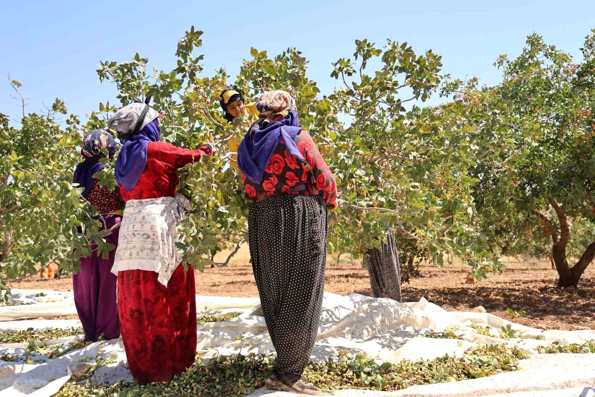 Diyarbakır Fıstığı Hasat Sürecinde