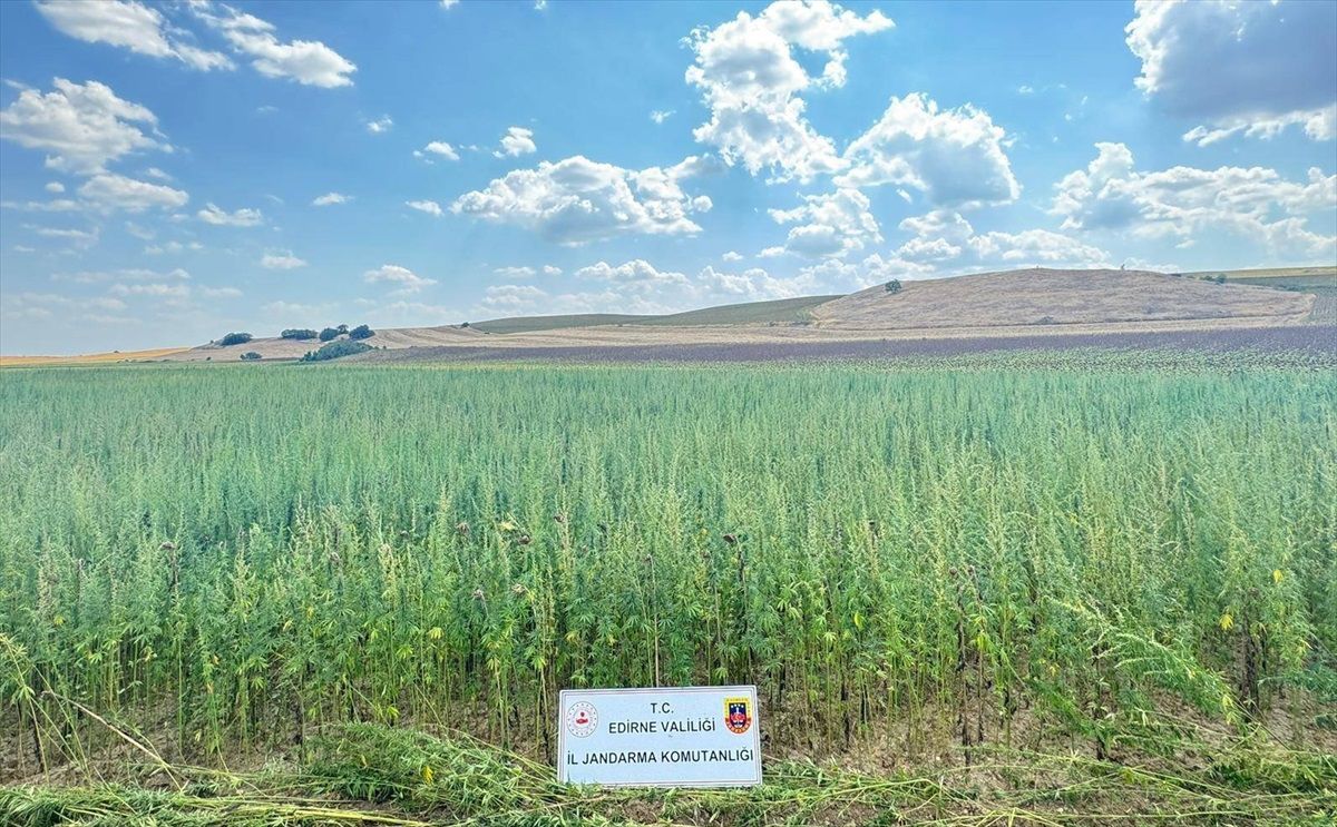 Edirne\'de 4 Milyon 128 Bin Kök Hint Keneviri Ele Geçirildi