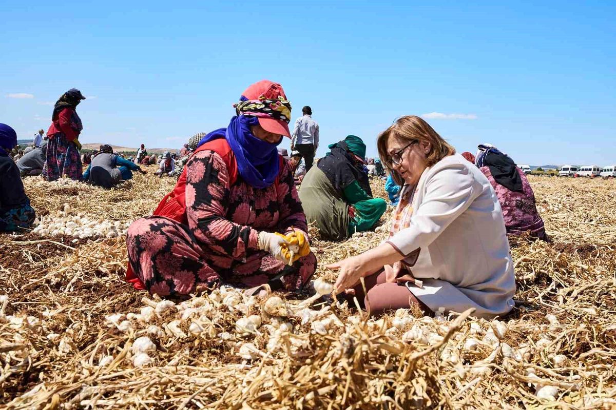 Gaziantep Büyükşehir Belediyesi \'Haydi Tarladan Sofraya\' Projesini Hayata Geçirdi