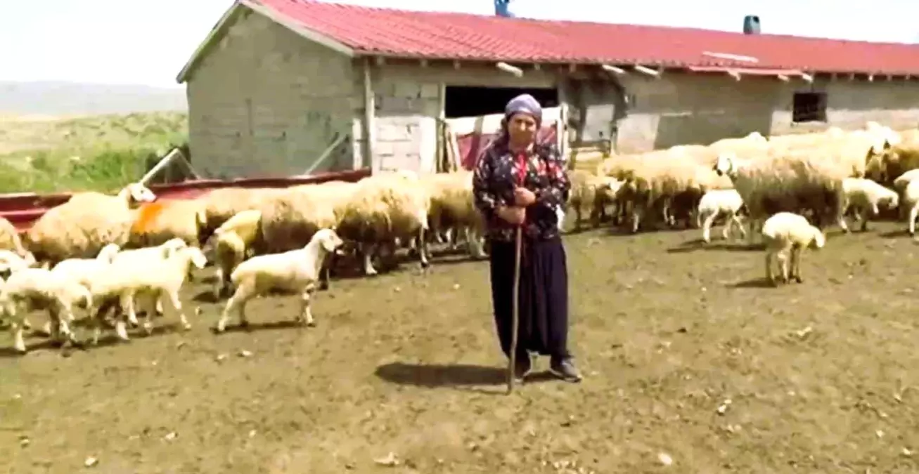 Honaz Belediyesi, Kadın Yetiştiricilere Gebe Sakız Koyunu Desteği Verecek