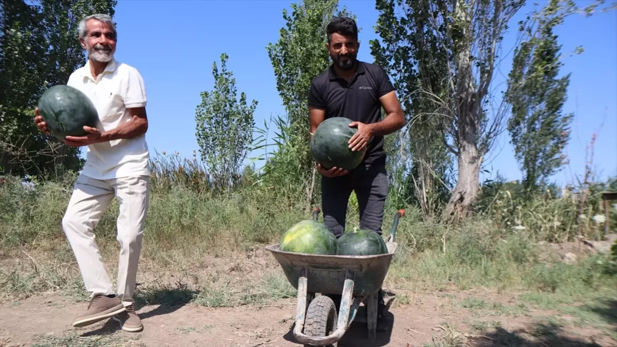 Iğdır\'da Karpuz Hasadı Tarla Günü Etkinliğiyle Gerçekleştirildi