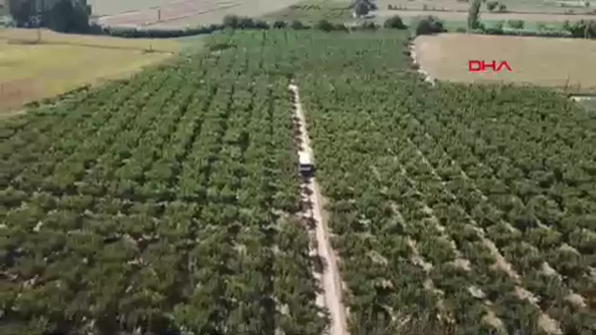 İzmir\'den Rusya\'ya Şeftali İhracatı Artıyor