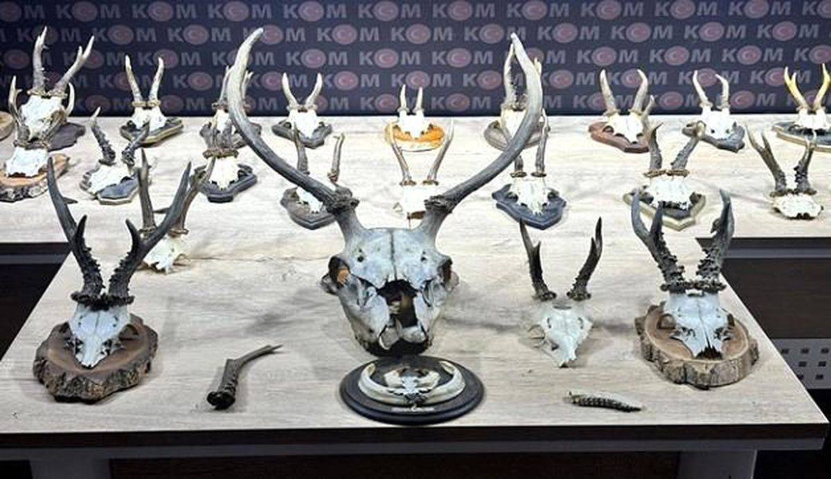 Kahramanmaraş\'ta Karaca ve Geyik Trofesi Operasyonu