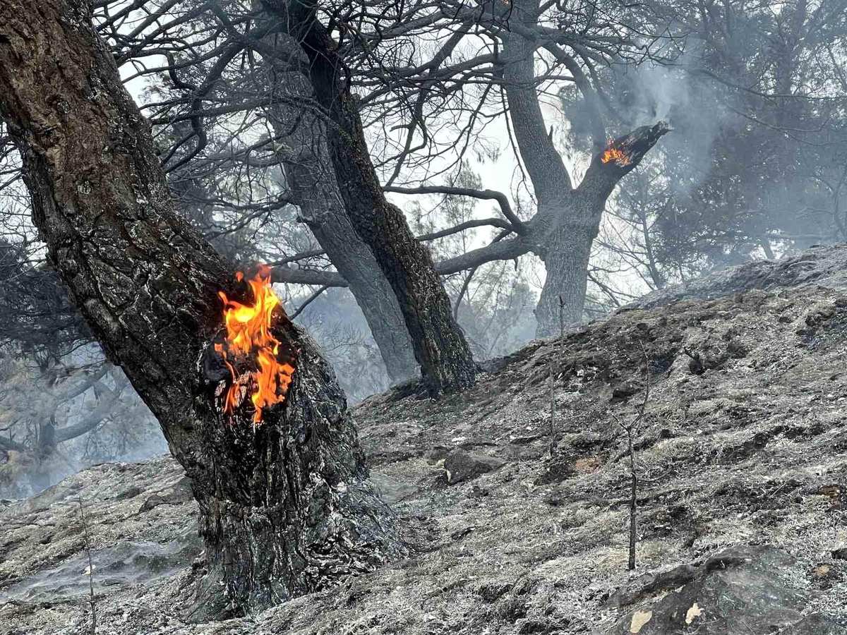 Manisa\'da çıkan orman yangınına müdahale devam ediyor