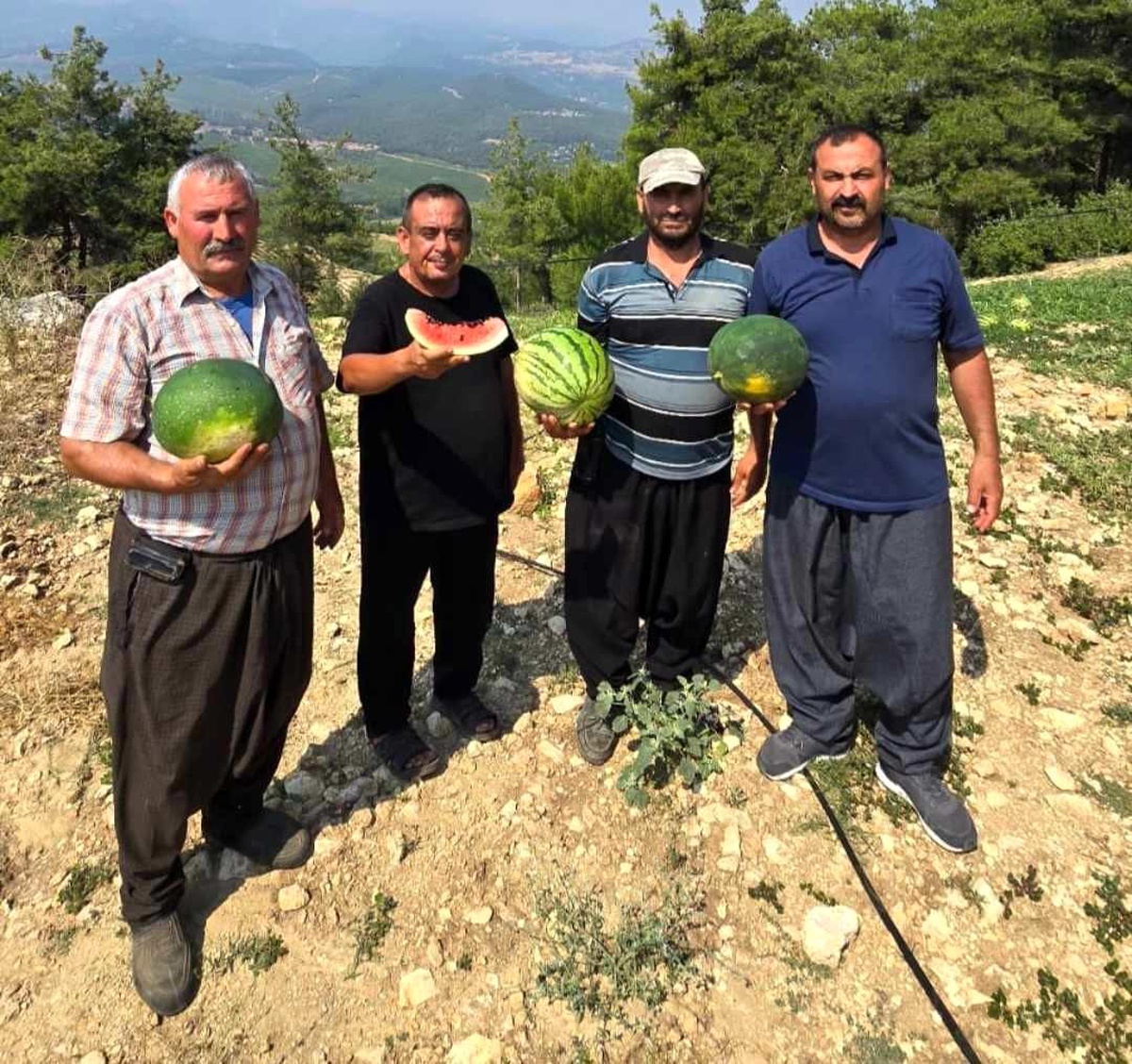 Mersin\'in Tarsus ilçesinde yerli tohum ile domates ve karpuz üretimi teşvik ediliyor