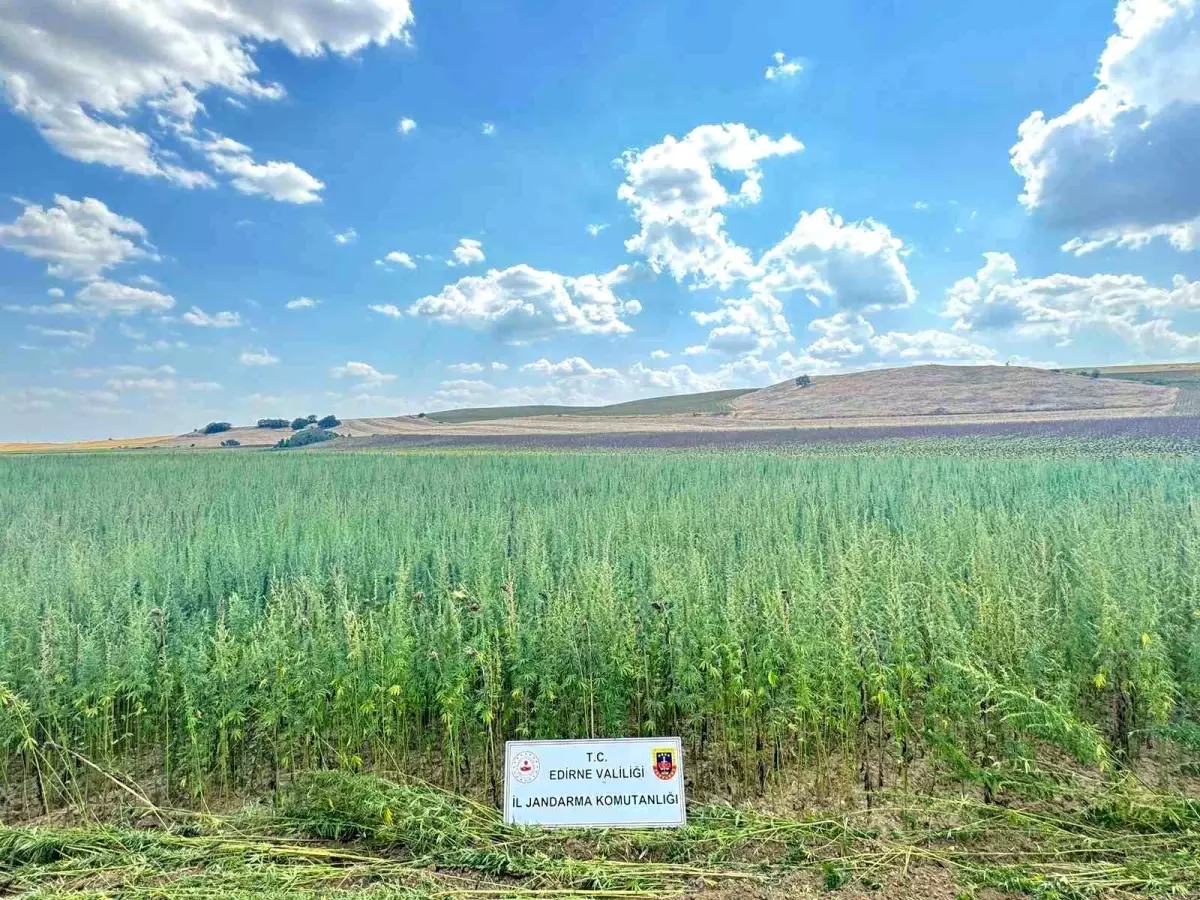 Edirne\'de 4 Milyon 128 Bin Kök Kenevir Ele Geçirildi