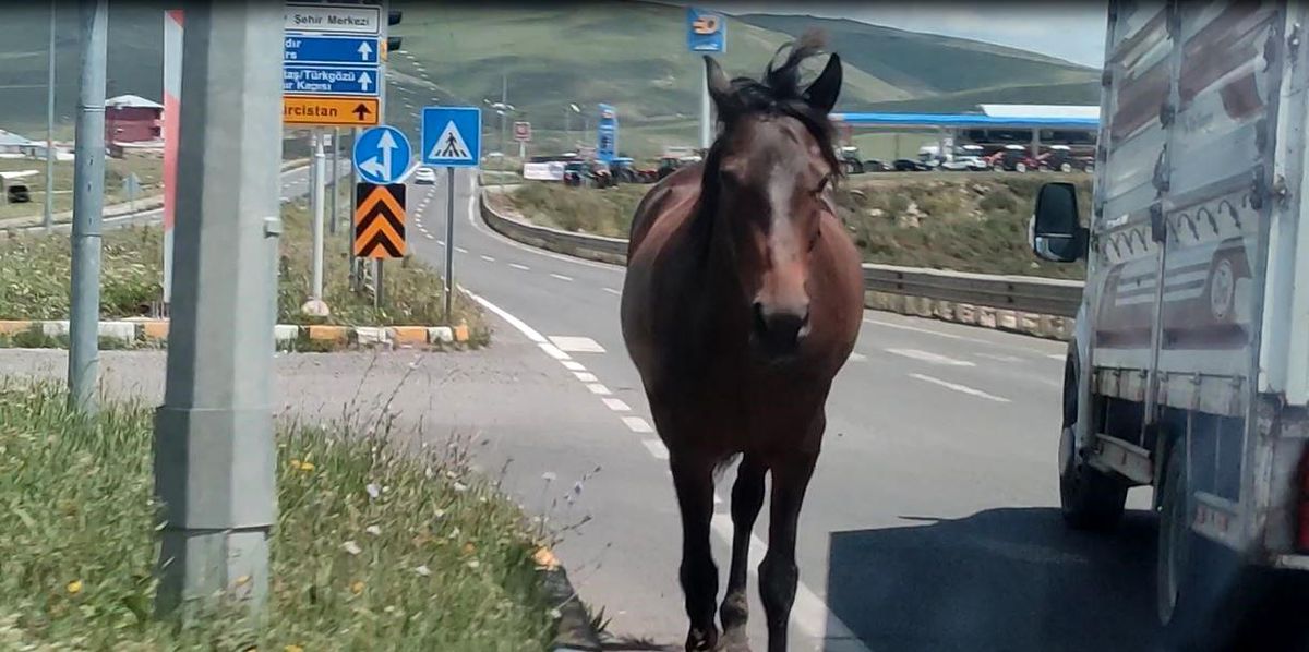 Ardahan\'da başıboş dolaşan atlar trafiği tehlikeye sokuyor