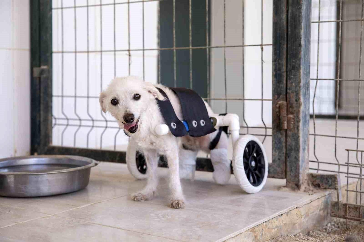 Mersin\'de Felçli Köpek Yürüteç Sayesinde Yürümeye Başladı