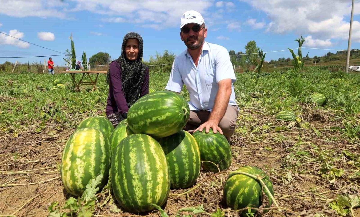 Kocaeli\'de Kandıra karpuzu hasat zamanı