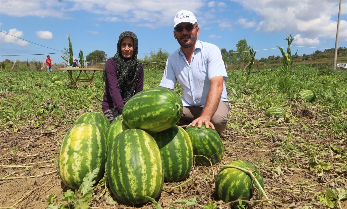 Kandıra Karpuzunda Hasat Mesaisi Başladı
