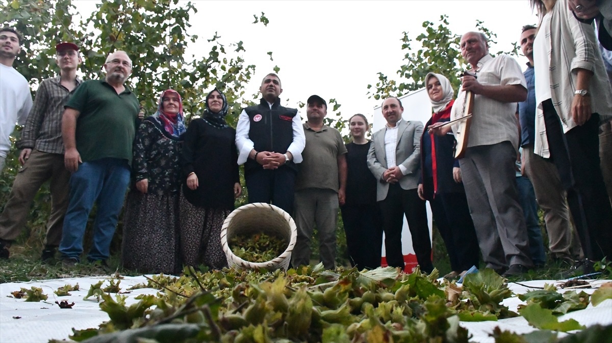 Düzce\'de Fındık Hasat Şenliği Düzenlendi