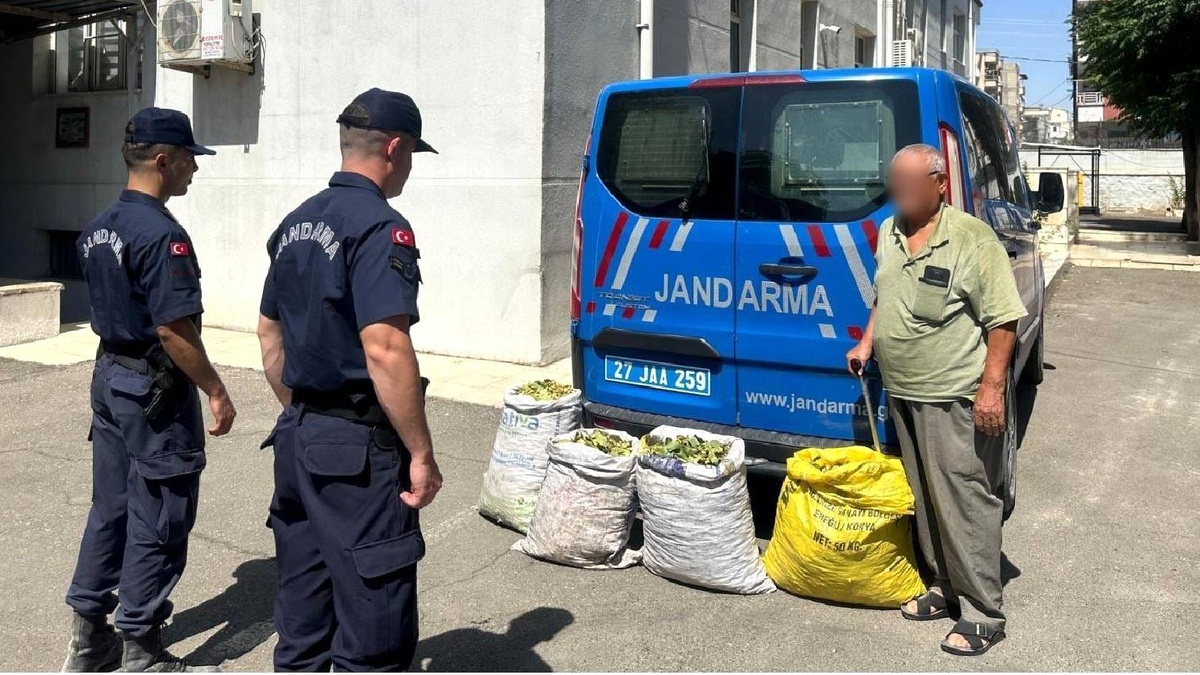 Gaziantep\'te Fıstık Hırsızlığı Operasyonunda 12 Şüpheli Gözaltına Alındı