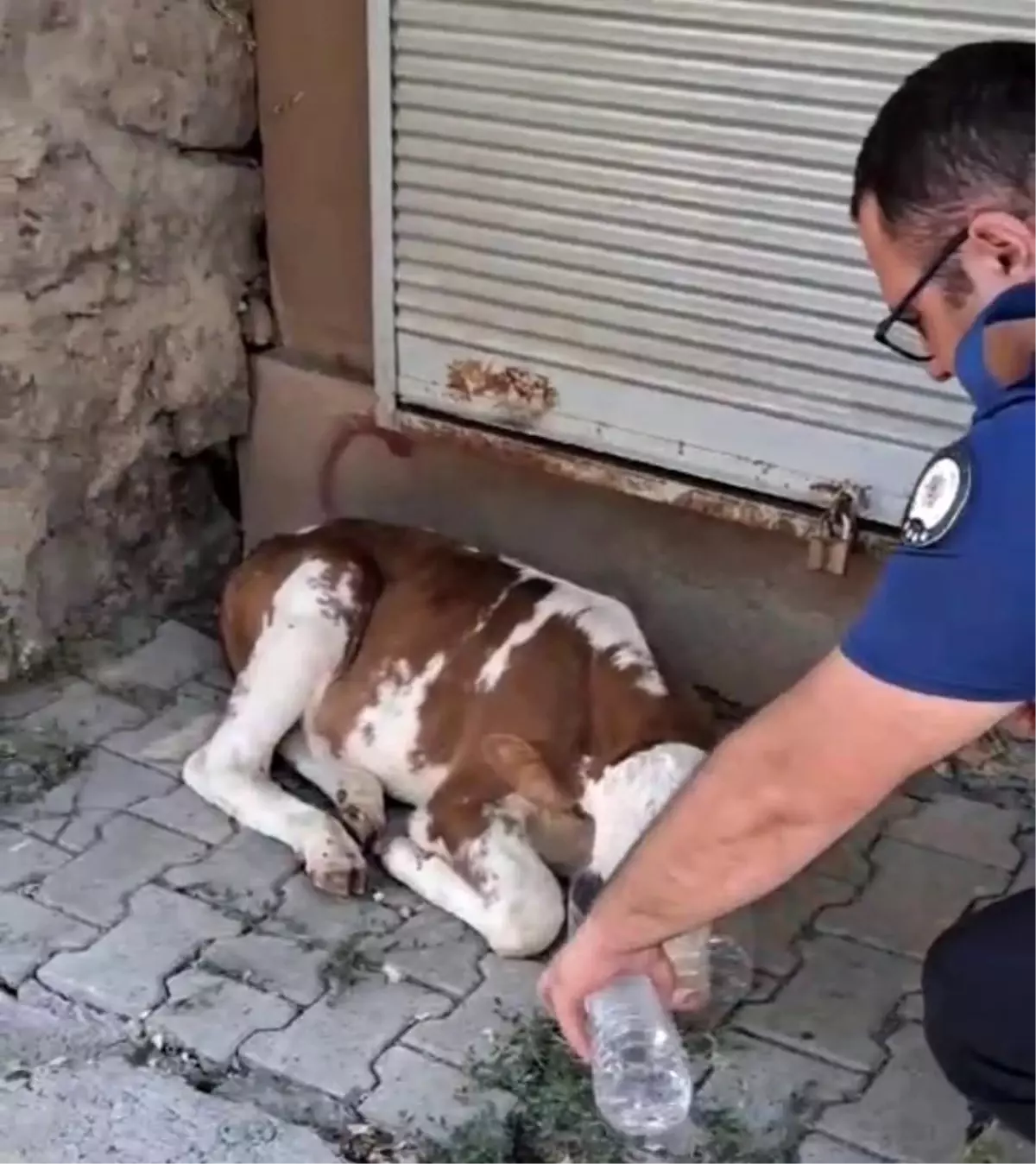 Erzurum\'da Polis Şefkat Elini Kaybolan Buzağıya Uzattı