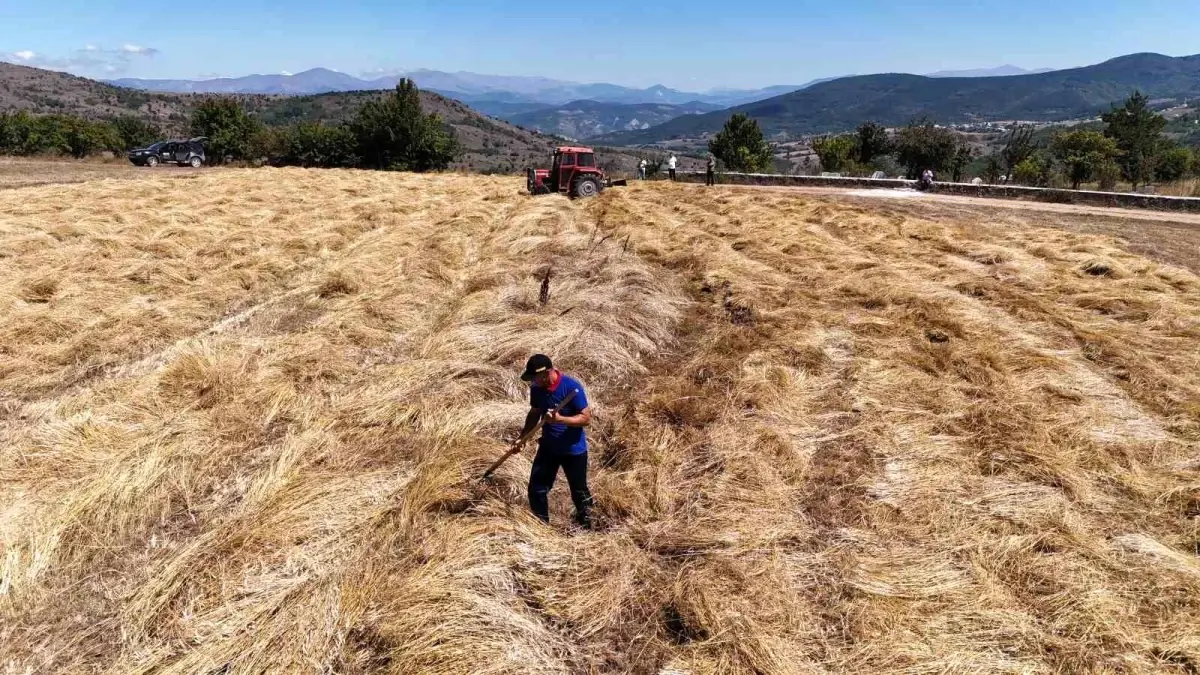 Ordu\'da Fındık Hasadı Sürerken Siyez Buğdayı Hasadı da Başladı