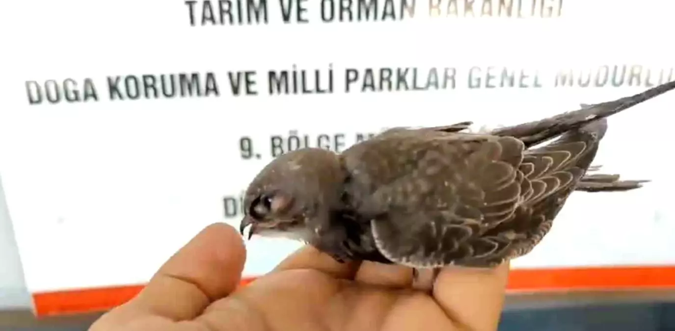 Koruma Altındaki Yavru Ebabil Kuşu Uçma Egzersizleri Yapıyor