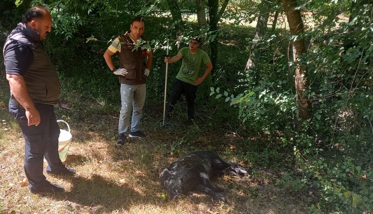 Zonguldak\'ta su kuyusuna düşen yaban domuzu yavrusu kurtarıldı