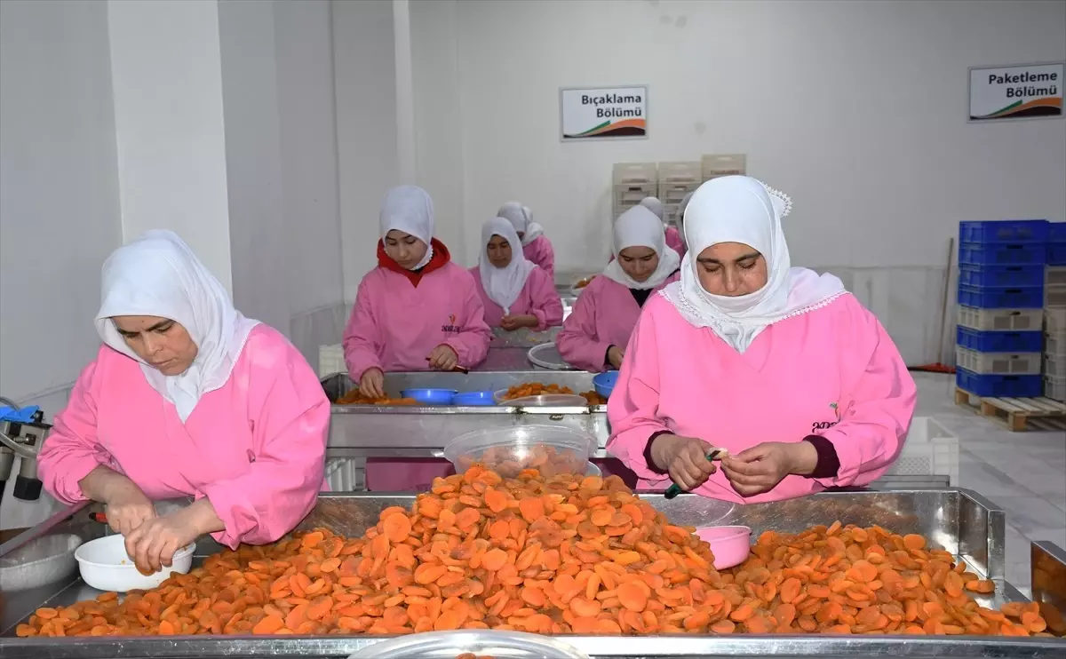 Malatya\'dan 115 Ülkeye 66 Bin Ton Kayısı İhraç Edildi