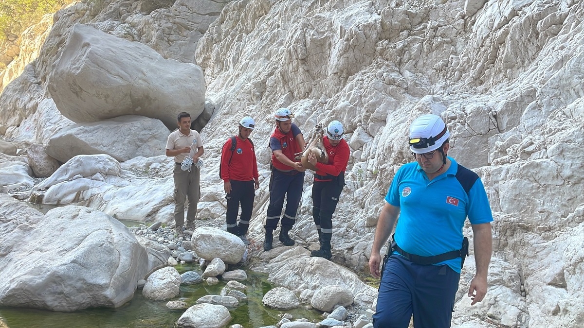 Antalya\'da yaralı yaban keçisi kurtarıldı